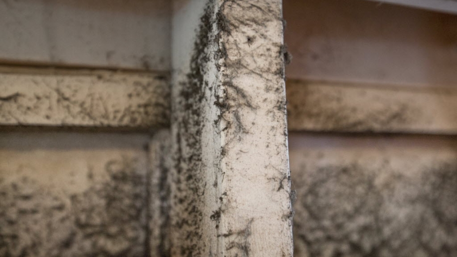 Mold in air duct